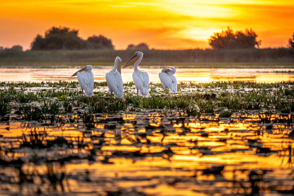 Pelikany Delta Dunaju